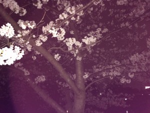 IMG_2368