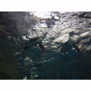 IMG_3655